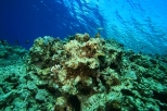 Thumbnail image for UNEP on Ocean Acidification